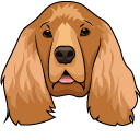English Cocker Spaniel Dog