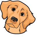 Golden Retriever Dog