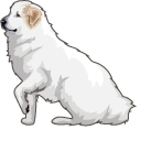 Great Pyrenees Dog
