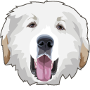 Great Pyrenees Dog