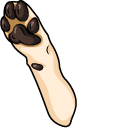 Labrador Retriever Dog