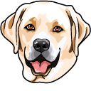 Labrador Retriever Dog