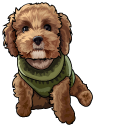 Maltipoo Dog