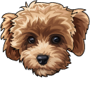 Maltipoo Dog