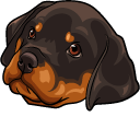 Rottweiler Puppy