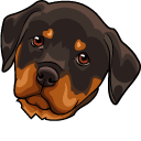 Rottweiler Puppy
