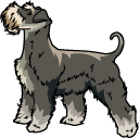 Schnauzer Dog