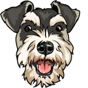 Schnauzer Dog