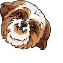 Shih Tzu Dog