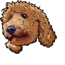 Toy Poodle Dog