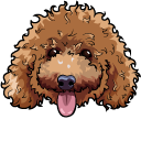 Toy Poodle Dog