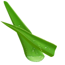 Aloe