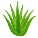 Aloe