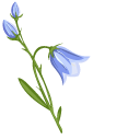 Bellflower Plants