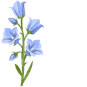 Bellflower Plants