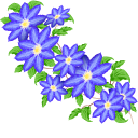Blue Clematis
