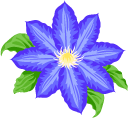Blue Clematis