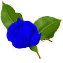 Blue Roses