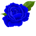 Blue Roses