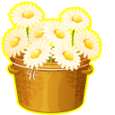 Bouquet of Daisies