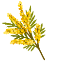 Brassica