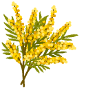 Brassica