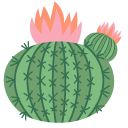 Cactus Flower