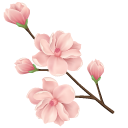 Cherry Blossom