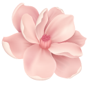 Cherry Blossom