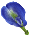 Clitoria Ternatea aka Butterfly Pea