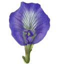 Clitoria Ternatea aka Butterfly Pea