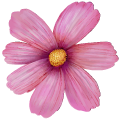 Cosmos Bipinnatus aka Cosmea