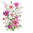 Cosmos Bipinnatus aka Cosmea