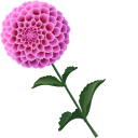 Dahlia