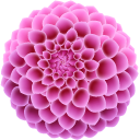 Dahlia