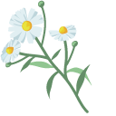 Daisies