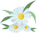 Daisies