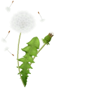 Dandelion's Seedhead