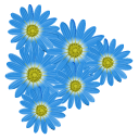 Felicia Amelloides aka Blue Daisies