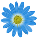 Felicia Amelloides aka Blue Daisies