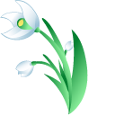 Galanthus aka Snowdrops