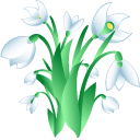 Galanthus aka Snowdrops