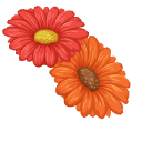 Gerbera Jamesonii aka Barberton Daisies