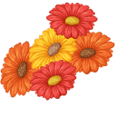 Gerbera Jamesonii aka Barberton Daisies