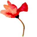 Hand Painted Poppy Flower