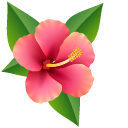 Hawaiian Hibiscus