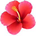 Hawaiian Hibiscus