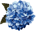 Hydrangea aka Hortensia