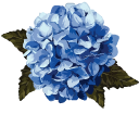 Hydrangea aka Hortensia
