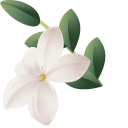 Jasmine